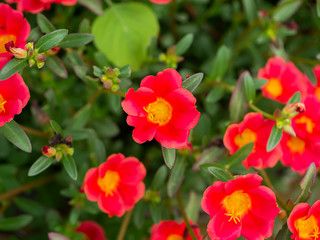 Obraz premium Close up Portulaca flower