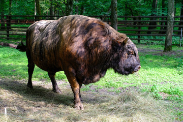 Zubron hybrid of domestic cattle and European bison © Vesna