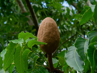 Broad Leaf Mahogany or False Mahogany