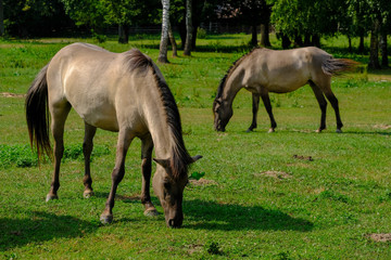 Konik horse from poland