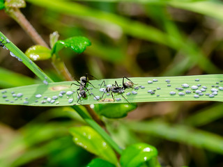 Ant are caring for the larvae of aphids.