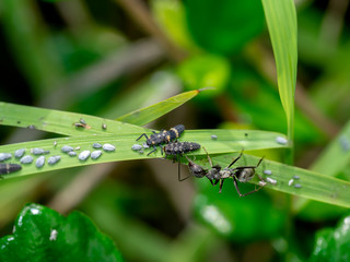 Ant are caring for the larvae of aphids.