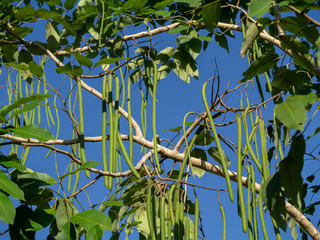 Cassia fistula tree