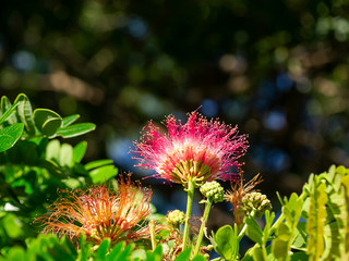 Close up of Samanea saman plant.