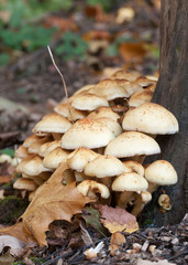 Pholiota alnicola mushrooms