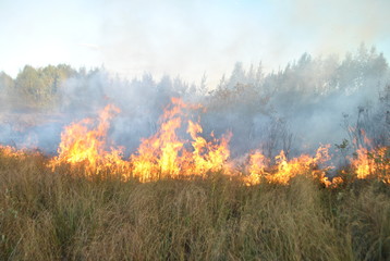 трава в огне