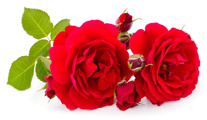 Red beautiful roses.