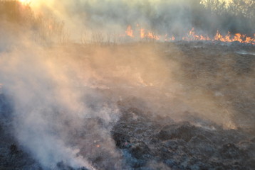 остатки растительности 