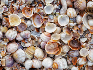 Close up colorful small various bright smooth and embossed light, gray, pastel, brown seashells on the beach by the sea. Detail top view. Natural marine colors, fresh summer spirit.