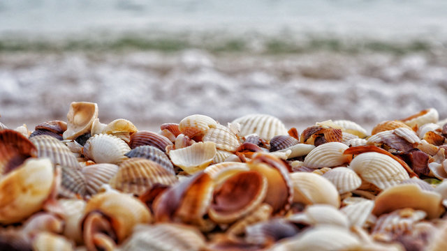 Close up colorful small various bright smooth and embossed light, gray, pastel, brown seashells on the beach by the sea. Detail top view. Natural marine colors, fresh summer spirit.