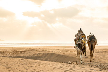 Camels walking at the beach of Essaouira, Morroco in sunset