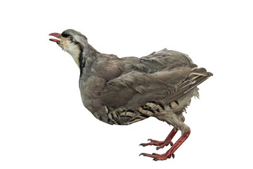 Stuffed Quail isolated