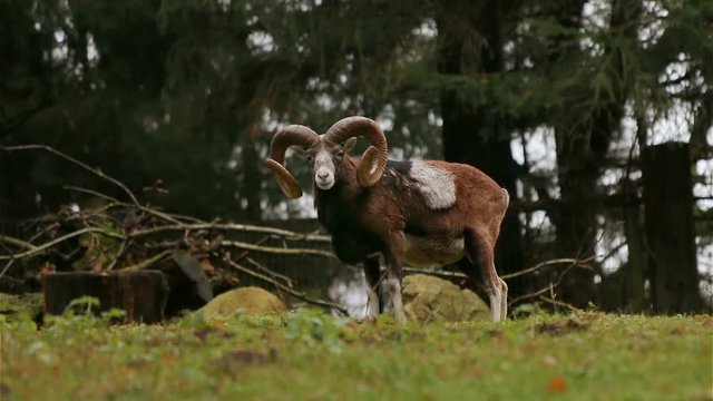 European mouflon stands on grassland looking around