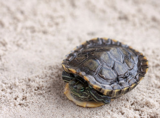 Common Slider, also known as Cumberland Slider Turtle, Red-eared Slider Turtle, Slider (Trachemys scripta) on a sand