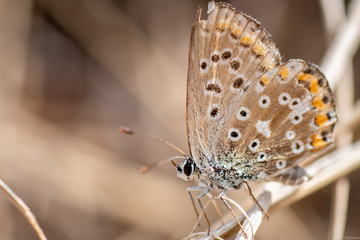 Brown Butterfly Macro