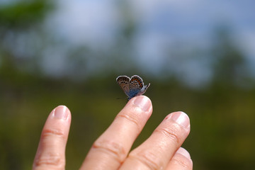 Butterfly on the hand