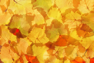 Naklejka na ściany i meble Golden autumn leaves