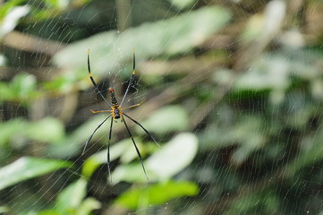 batik golden spider crawling on net waiting for victims in forest