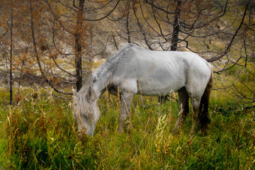 Obraz na płótnie Canvas Wild Horses of Theodore Roosevelt National Park 