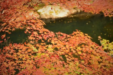紅葉ごしの深緑