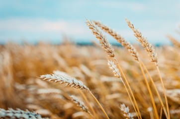 Fototapeta premium Wheat Field and Blue Sky