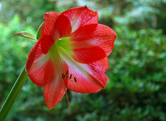 Amaryllis