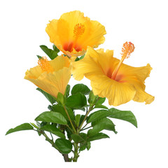 plant of hibiscus flower isolate on white