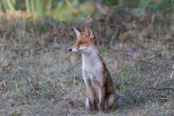 renard