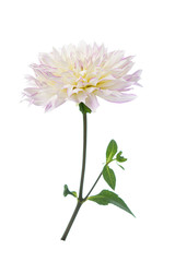 dahlia flower