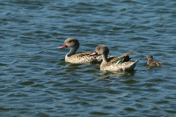 A male and female Cape Teal swimming with their little duckling.