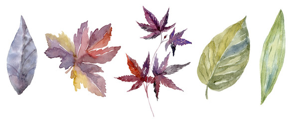 Watercolor leaf set or forest foliage collection