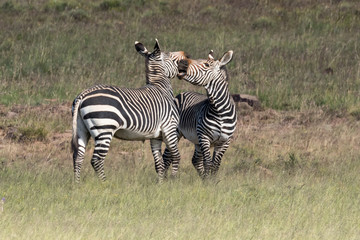 Fototapeta na wymiar Two playful mountain zebras in the Mountain Zebra National Park in South Africa