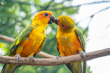 Parrot kissing couple