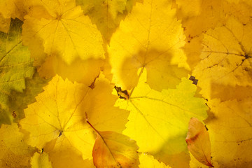 grape leaves on wet glass