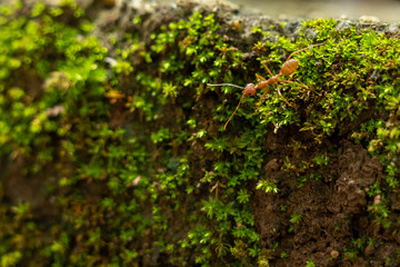 Fototapeta na wymiar red ants walk alone adventure