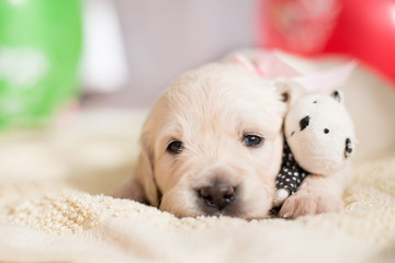 Lovely golden retriever puppy lying with little teddy bear