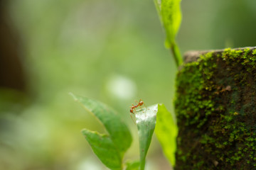 red ants walk alone adventure © Thanachart