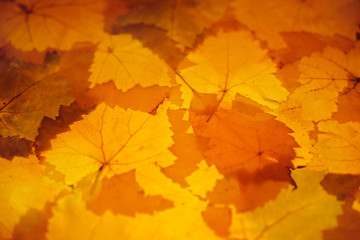 Naklejka na ściany i meble grape leaves in autumn