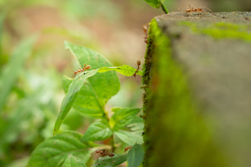 red ants with team work.