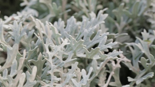 Closeup dolly shot of Artemisia arborescens, also known as tree wormwood.