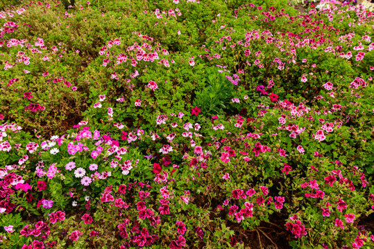 Colourful field of flowers in California.
