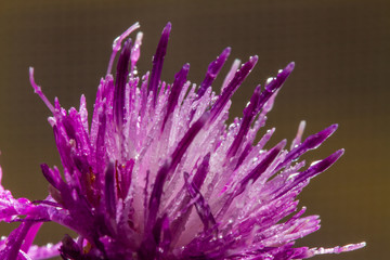 head of purple cornflower super close up with large areas of blur