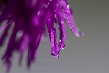 head of purple cornflower super close up with large areas of blur