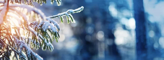 Crédence en verre imprimé Arbres Bel arbre dans le paysage d& 39 hiver en fin de soirée dans les chutes de neige