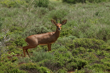 A Steenbok standing in low vegetation and is one of the smallest antelope in southern Africa.