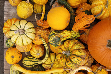 Group decorative pumpkin.