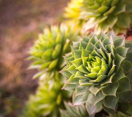 Naklejka na ściany i meble Close-up of Echeveria, succulent plant with green leaves that form a large rosette shape. succulent plants top view