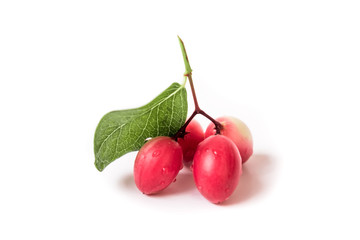 Bengal-Currants or Carandas-plum and Karanda.It is a herbal fruit that is red and sour. Medicinal properties. Many diseases and high vitamin C. isolated on white background.