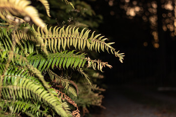 Green and Yellow Ferns with a Dark Background