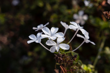 white flowers on dark green background, plumbago auriculata